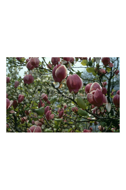 Magnolia Soulange'a 'Lennei' Magnolia x soulangeana