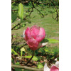 Magnolia Soulange'a 'Lennei' Magnolia x soulangeana