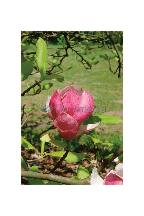 Magnolia Soulange'a 'Lennei' Magnolia x soulangeana