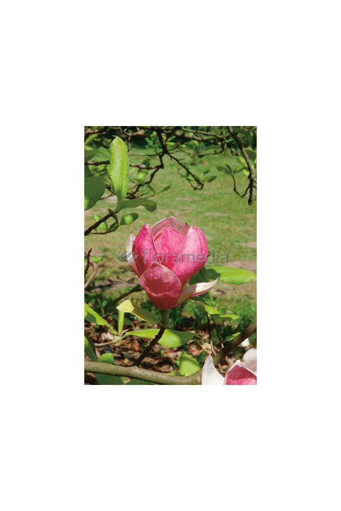 Magnolia Soulange'a 'Lennei' Magnolia x soulangeana