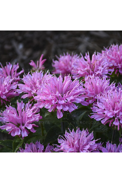 Pysznogłówka 'SUGAR BUZZ Pink Frosting' | Monarda didyma