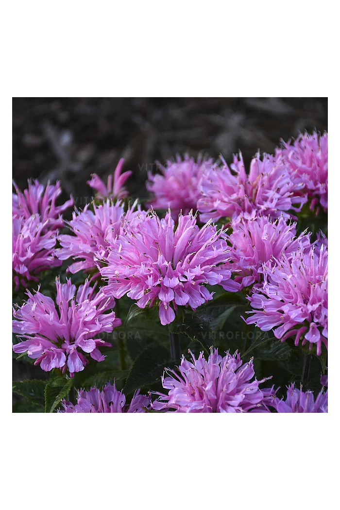 Pysznogłówka 'SUGAR BUZZ Pink Frosting' | Monarda didyma