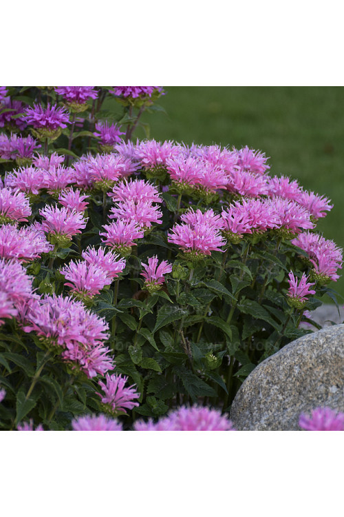 Pysznogłówka 'SUGAR BUZZ Pink Frosting' | Monarda didyma