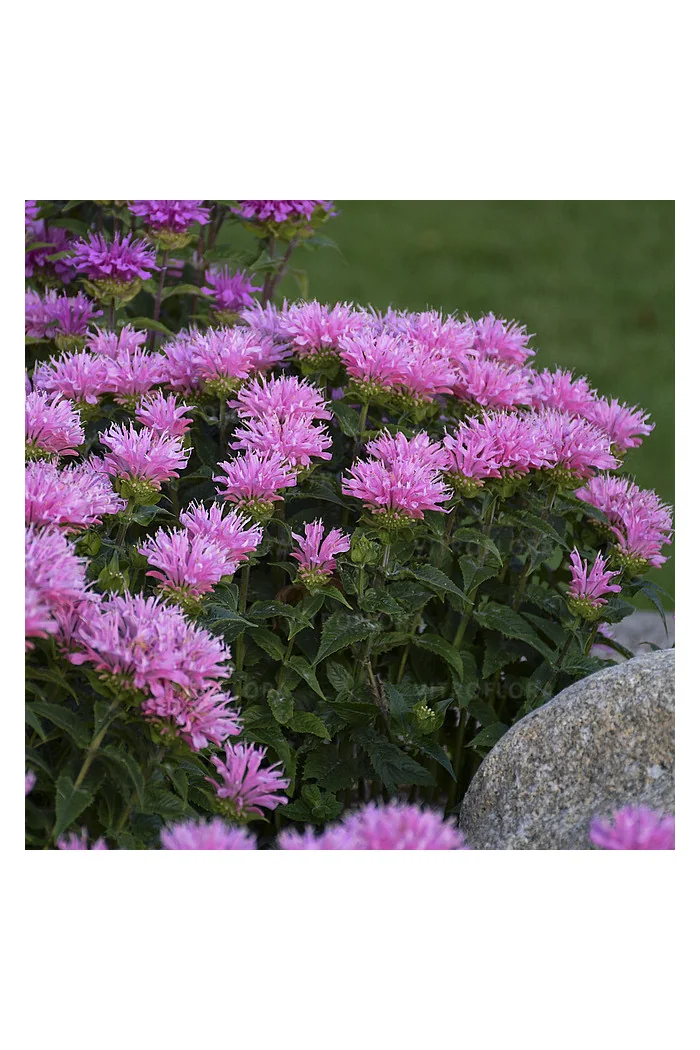 Pysznogłówka 'SUGAR BUZZ Pink Frosting' | Monarda didyma