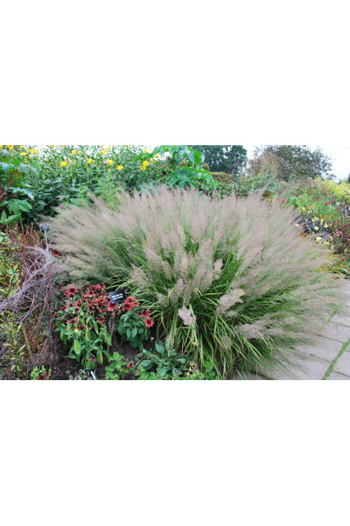 Trzcinnik krótkowłosy | Calamagrostis brachytricha