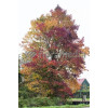 Ambrowiec amerykański | Liquidambar styraciflua