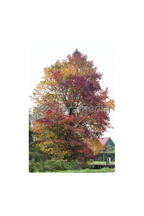 Ambrowiec amerykański | Liquidambar styraciflua