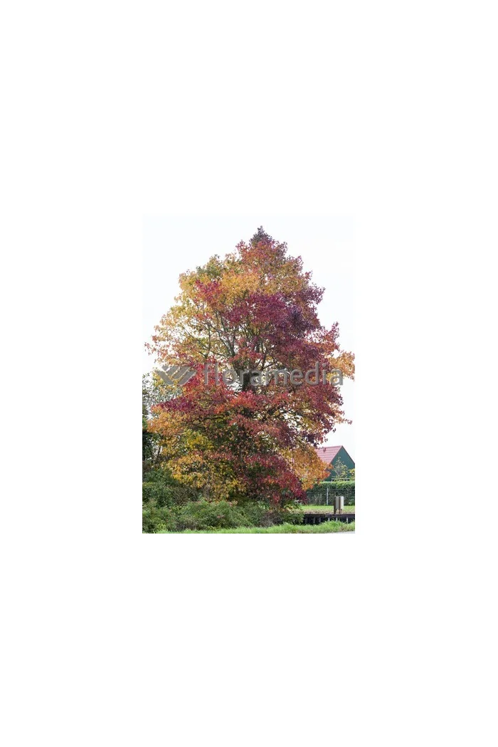 Ambrowiec amerykański | Liquidambar styraciflua