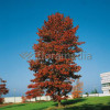Ambrowiec amerykański | Liquidambar styraciflua