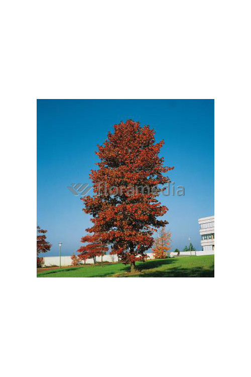 Ambrowiec amerykański | Liquidambar styraciflua