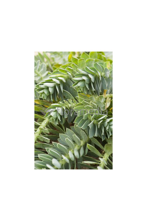 Wilczomlecz pstry, wilczomlecz, Euphorbia, Euphorbia mirtowaty