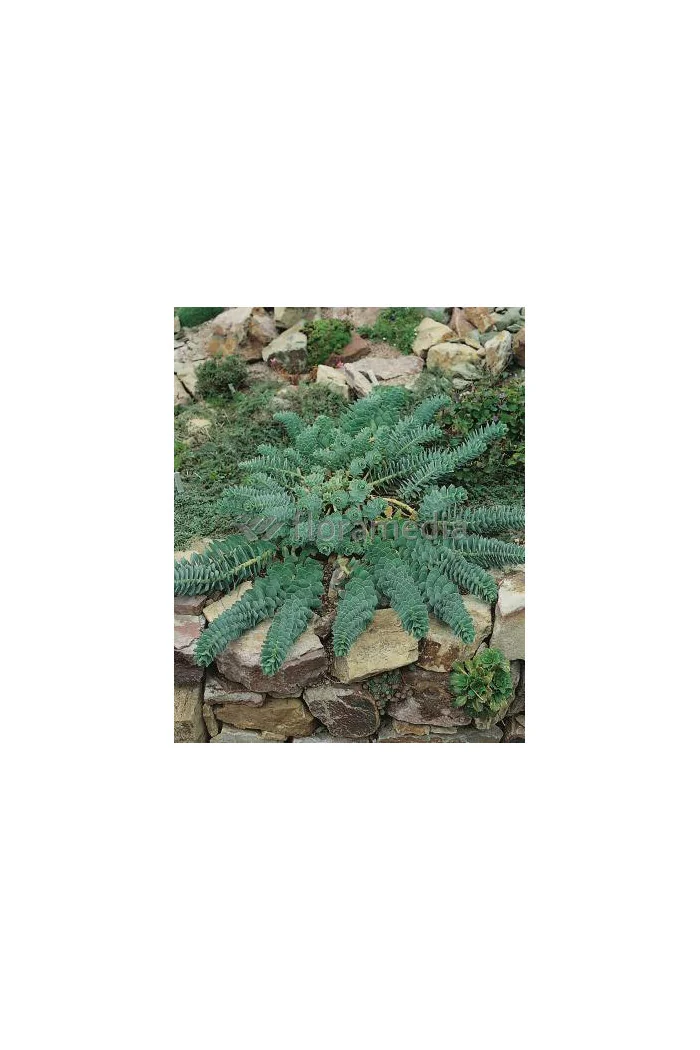 Wilczomlecz pstry, wilczomlecz, Euphorbia, Euphorbia mirtowaty