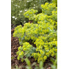 Wilczomlecz pstry, wilczomlecz, Euphorbia, Euphorbia mirtowaty