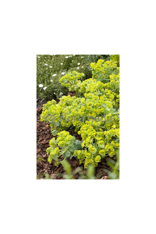 Wilczomlecz pstry, wilczomlecz, Euphorbia, Euphorbia mirtowaty