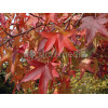 Ambrowiec amerykański | Liquidambar styraciflua