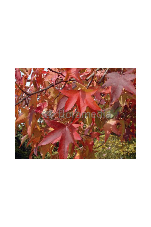 Ambrowiec amerykański | Liquidambar styraciflua
