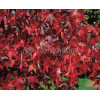 Ambrowiec amerykański | Liquidambar styraciflua