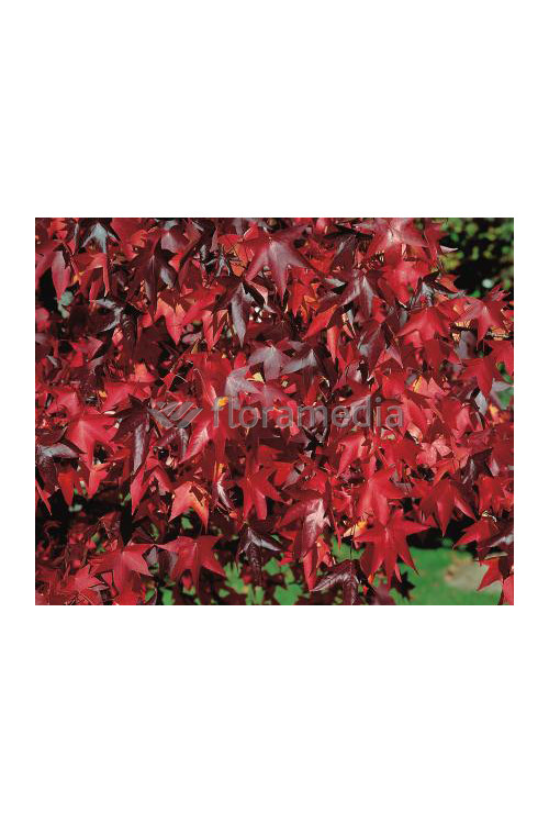 Ambrowiec amerykański | Liquidambar styraciflua