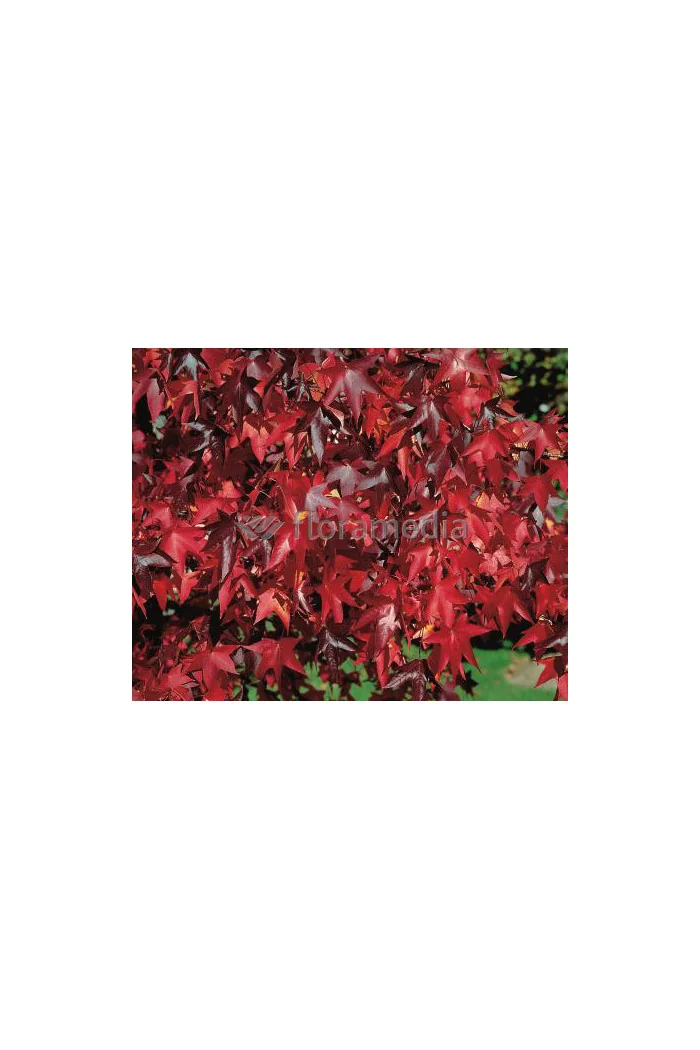 Ambrowiec amerykański | Liquidambar styraciflua