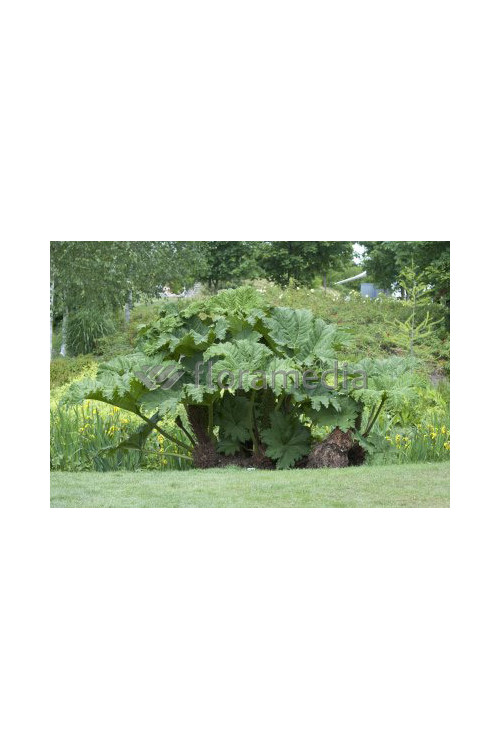 Gunnera olbrzymia Gunnera manicata