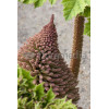 Gunnera olbrzymia Gunnera manicata