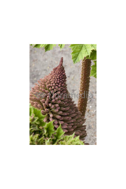 Gunnera olbrzymia Gunnera manicata