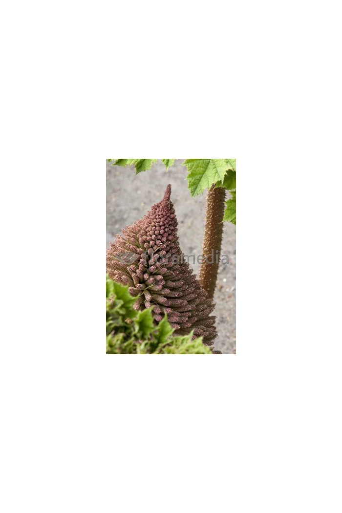 Gunnera olbrzymia Gunnera manicata