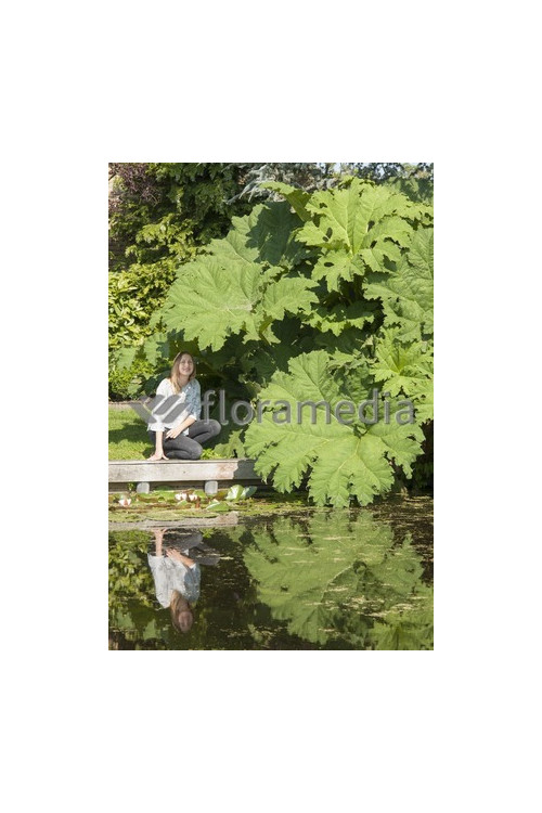 Gunnera olbrzymia Gunnera manicata