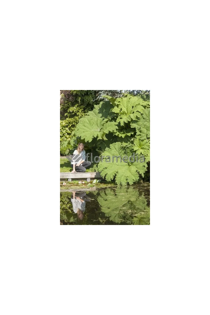 Gunnera olbrzymia Gunnera manicata