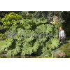 Gunnera olbrzymia Gunnera manicata