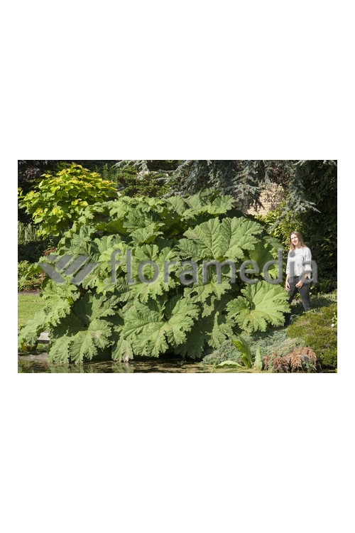 Gunnera olbrzymia Gunnera manicata