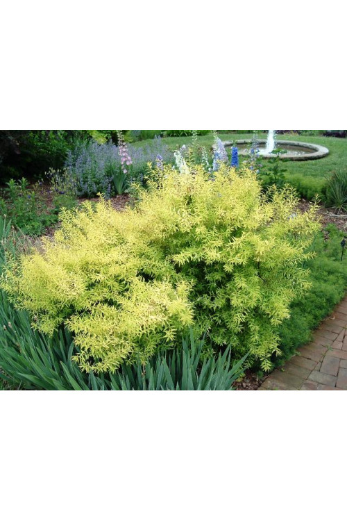 Tawuła thunberga 'Ogon' | Spiraea thunbergii