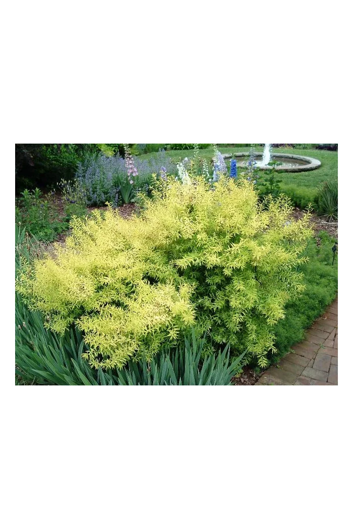 Tawuła thunberga 'Ogon' | Spiraea thunbergii