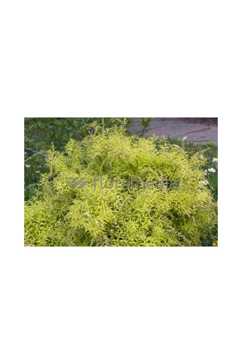 Tawuła thunberga 'Ogon' | Spiraea thunbergii