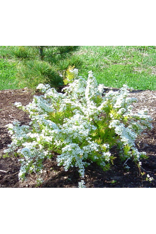 Tawuła thunberga 'Ogon' | Spiraea thunbergii