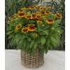 Rudbekia Littlebeckia 'Sunrise' | Rudbeckia hirta