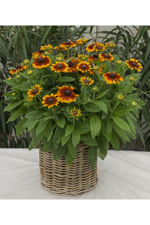 Rudbekia Littlebeckia 'Sunrise' | Rudbeckia hirta