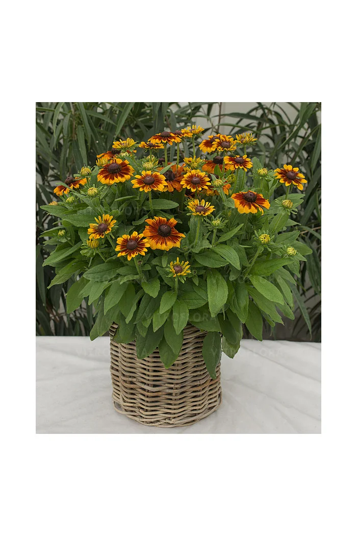 Rudbekia Littlebeckia 'Sunrise' | Rudbeckia hirta