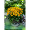 Rudbekia Littlebeckia 'Ballerina' | Rudbeckia hirta