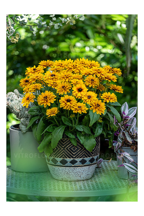Rudbekia Littlebeckia 'Ballerina' | Rudbeckia hirta