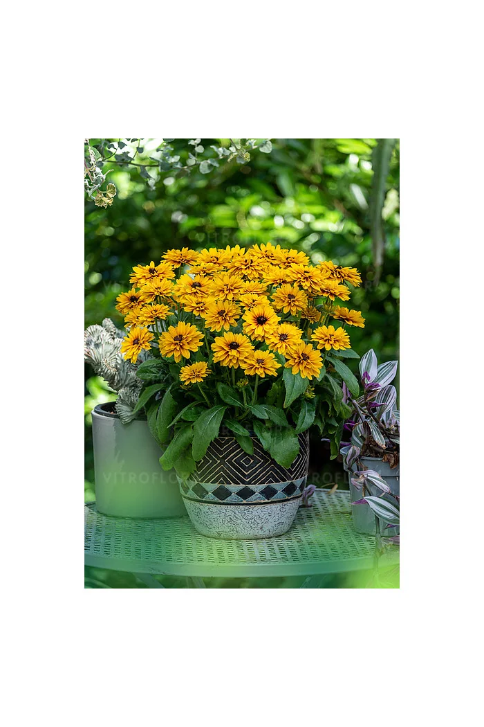 Rudbekia Littlebeckia 'Ballerina' | Rudbeckia hirta