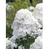 Floks wiechowaty 'David' Phlox panniculata