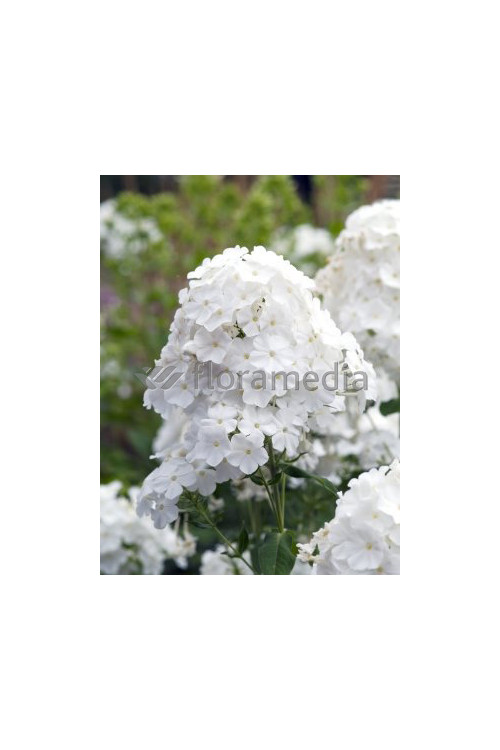 Floks wiechowaty 'David' Phlox panniculata