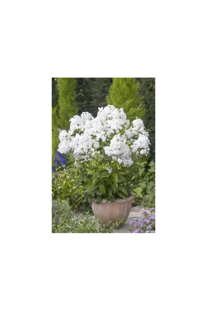 Floks wiechowaty 'David' Phlox panniculata