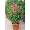 Oleander Nerium