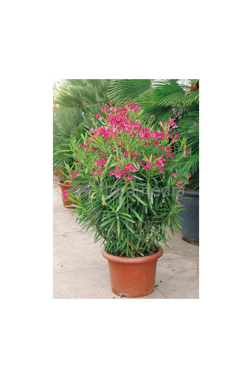 Oleander Nerium