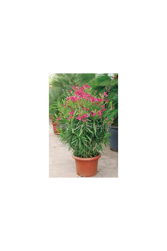 Oleander Nerium