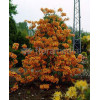 Azalia wielkokwiatowa 'Golden Lights' Rhododendron