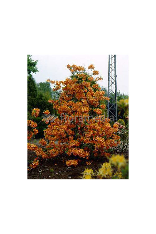 Azalia wielkokwiatowa 'Golden Lights' Rhododendron