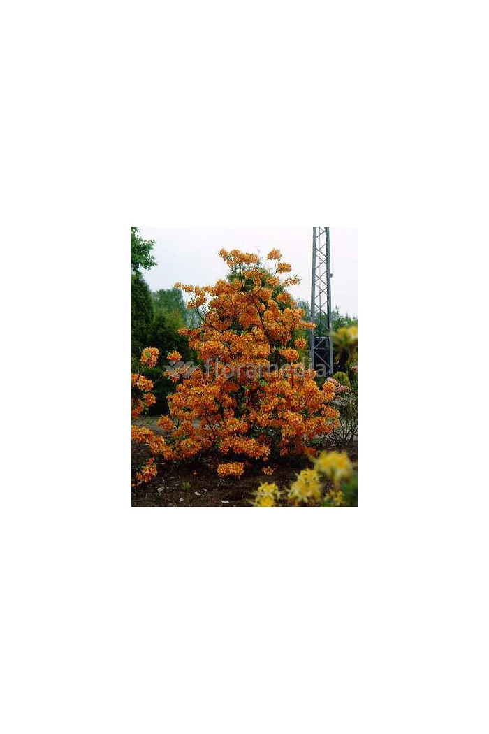 Azalia wielkokwiatowa 'Golden Lights' Rhododendron